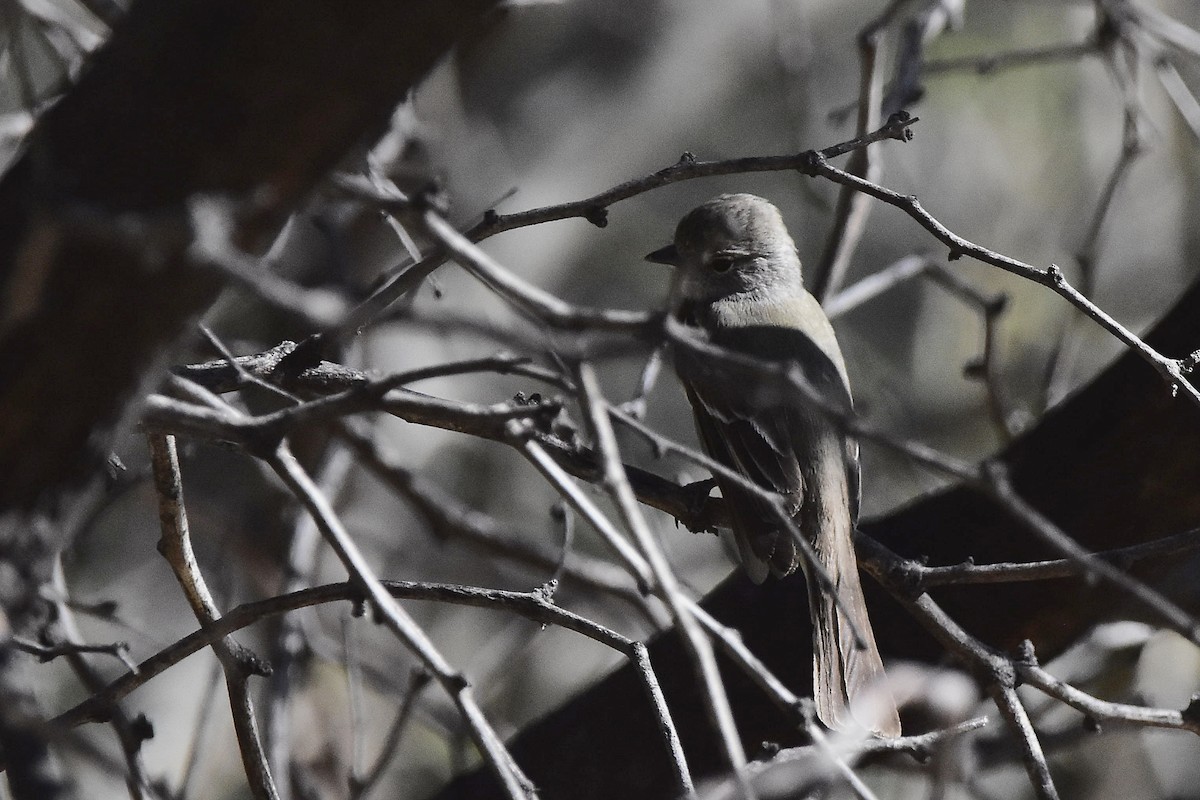 Southern Scrub-Flycatcher - ML642474178