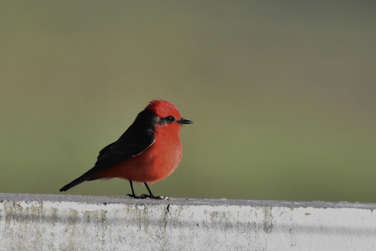 Vermilion Flycatcher - ML642474192