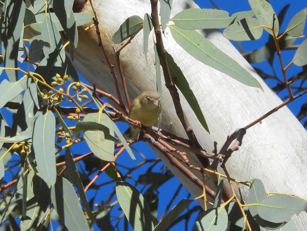 Weebill - ML642474196