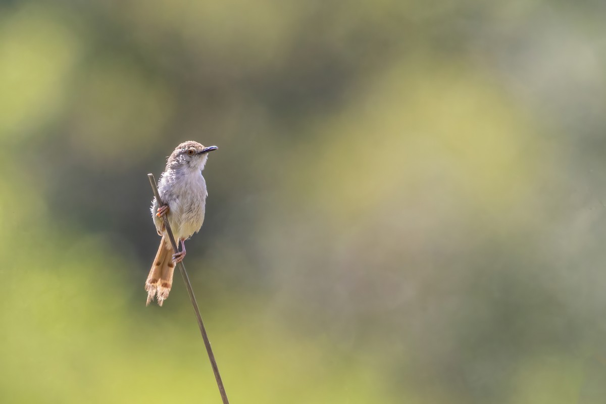 Graceful Prinia - ML642474205