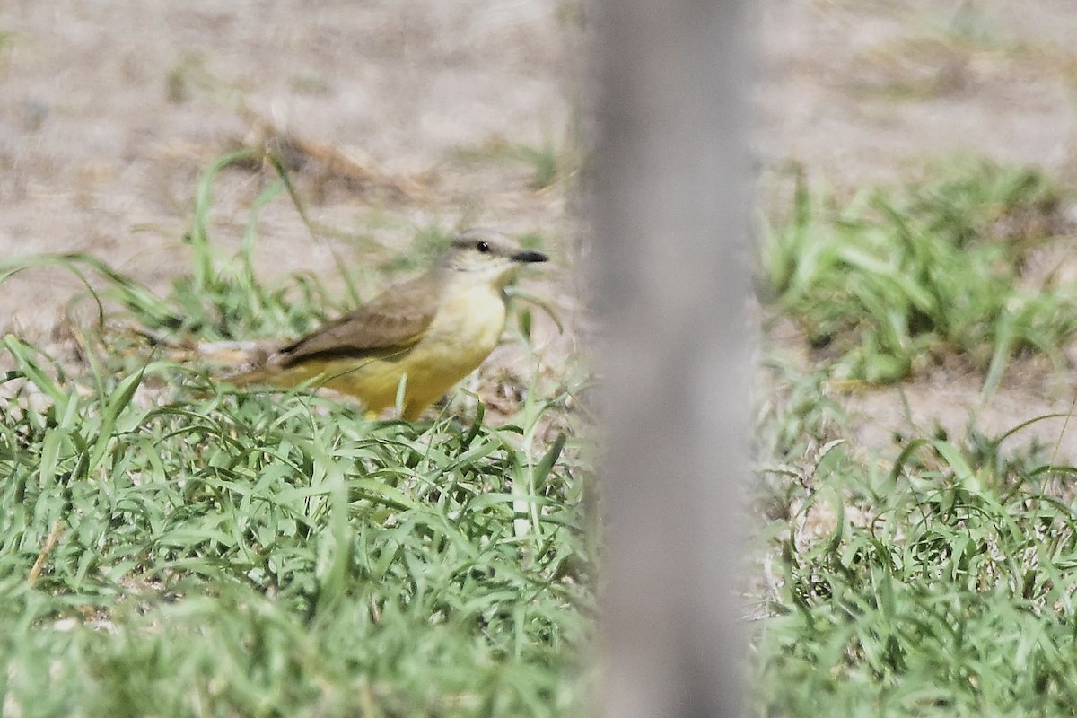 Tirano itzaina - ML642474221