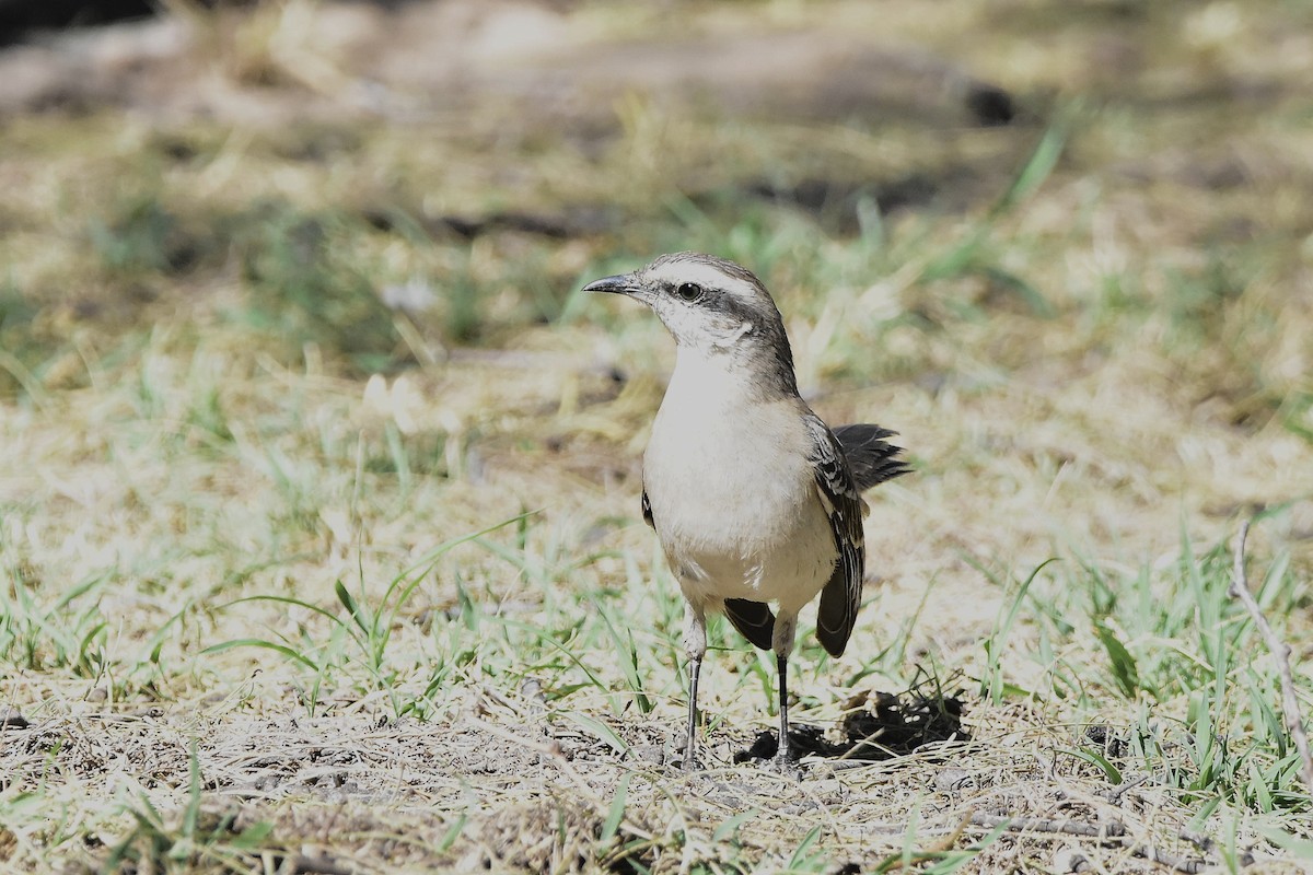 Chalk-browed Mockingbird - ML642474226
