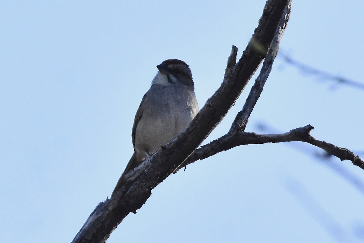 Chaco Sparrow - ML642474233