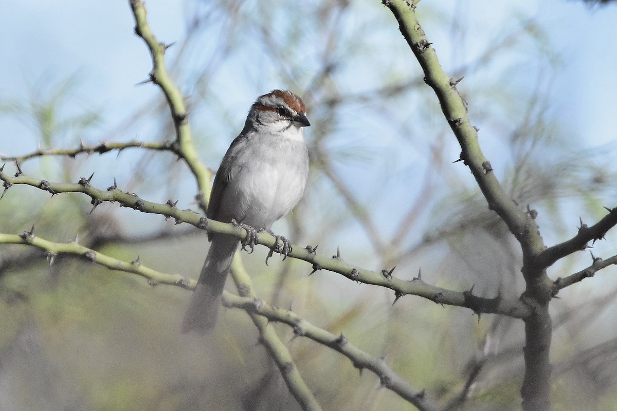 Chaco Sparrow - ML642474234
