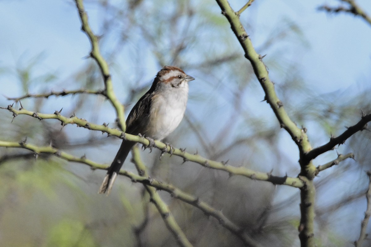 Chaco Sparrow - ML642474235