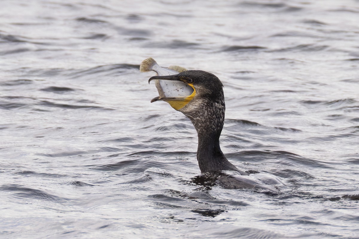 Great Cormorant - ML642474241