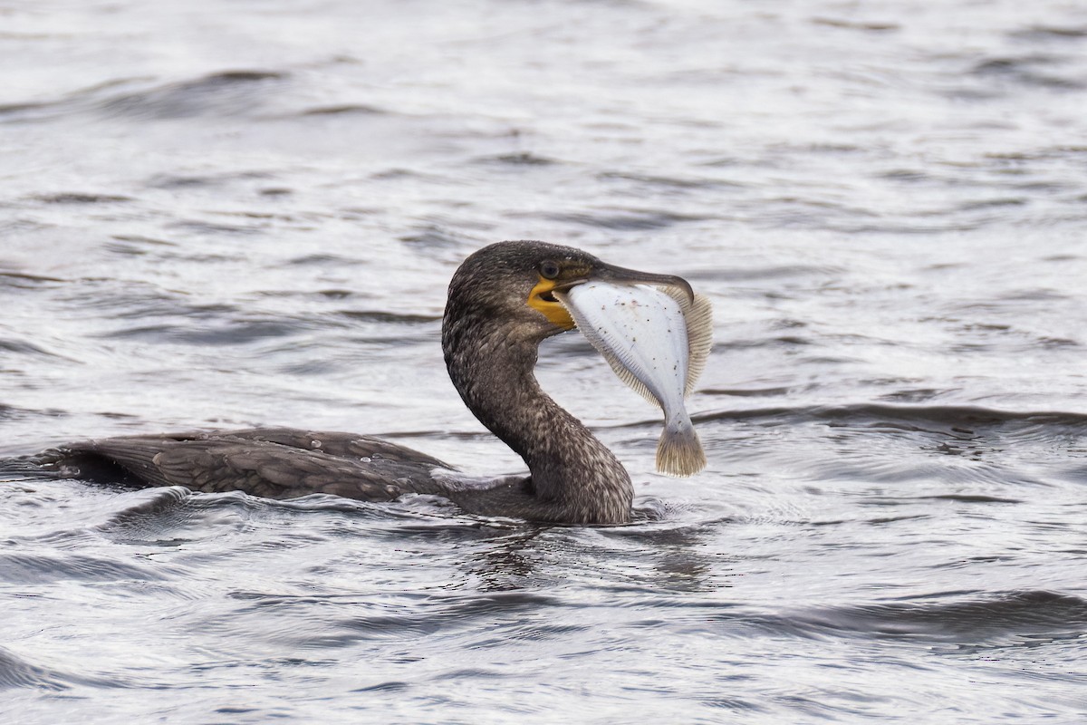 Great Cormorant - ML642474242