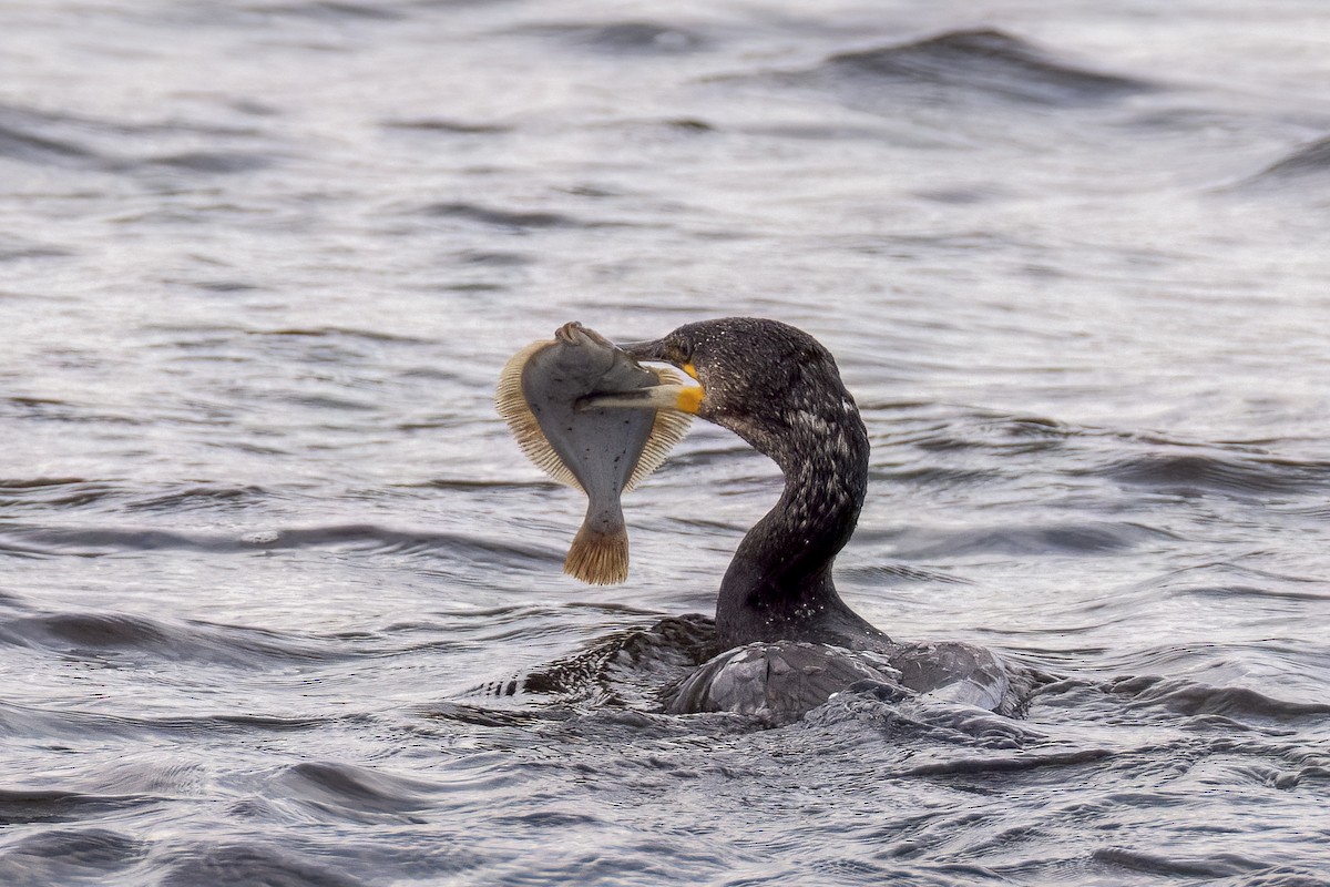 Great Cormorant - ML642474243