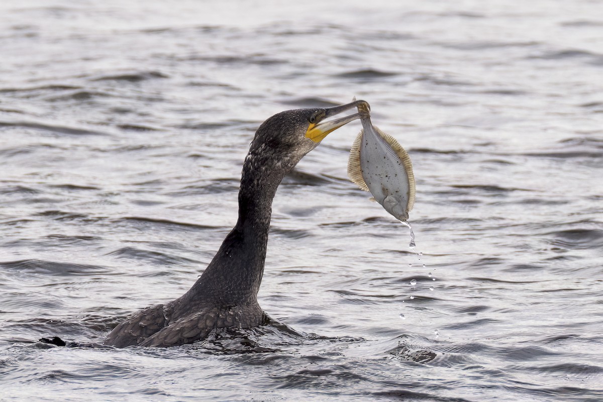 Great Cormorant - ML642474244