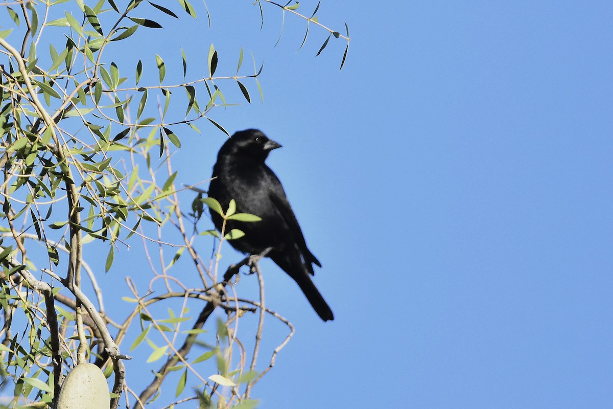 Screaming Cowbird - ML642474266