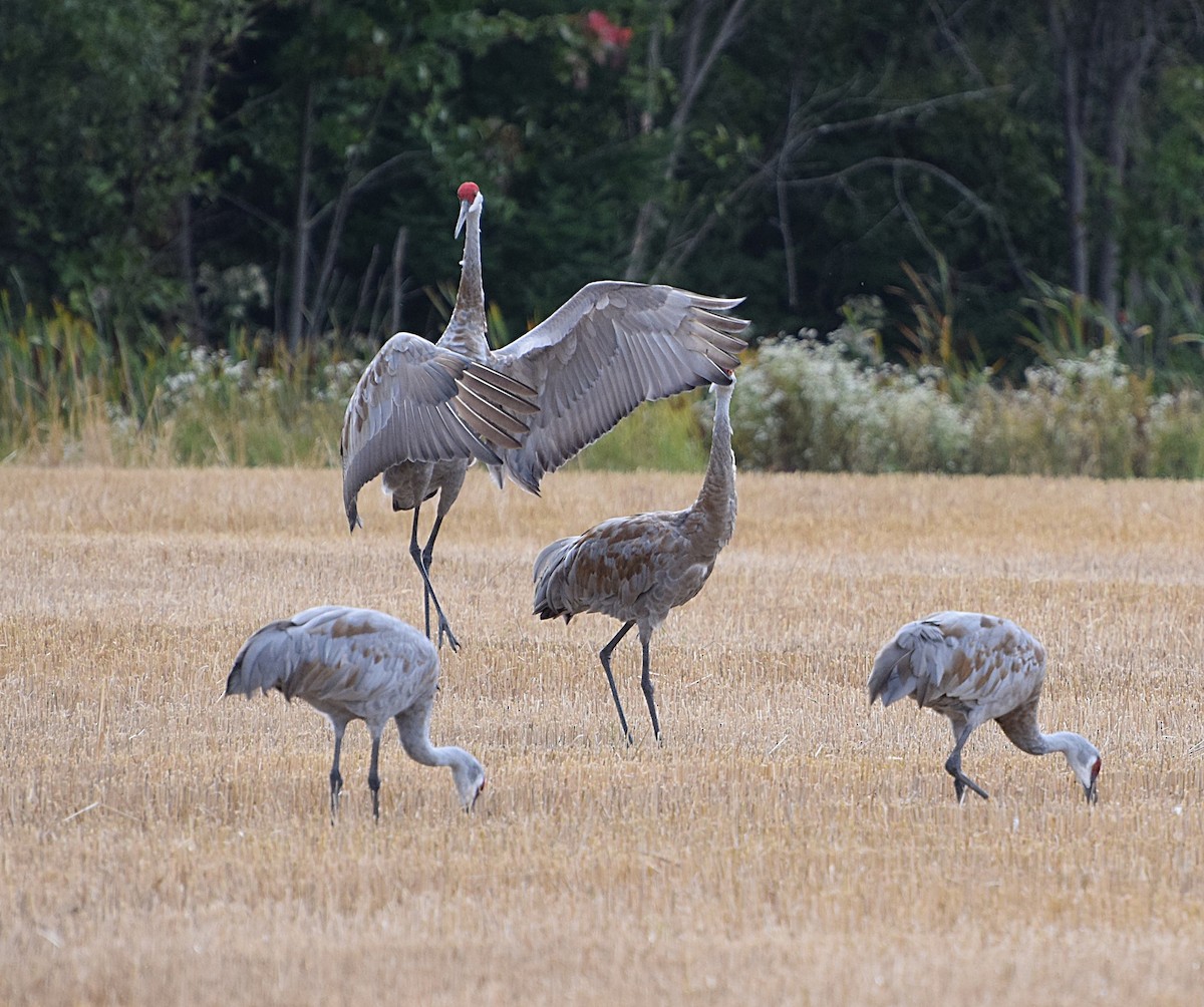 Sandhill Crane - ML642474268