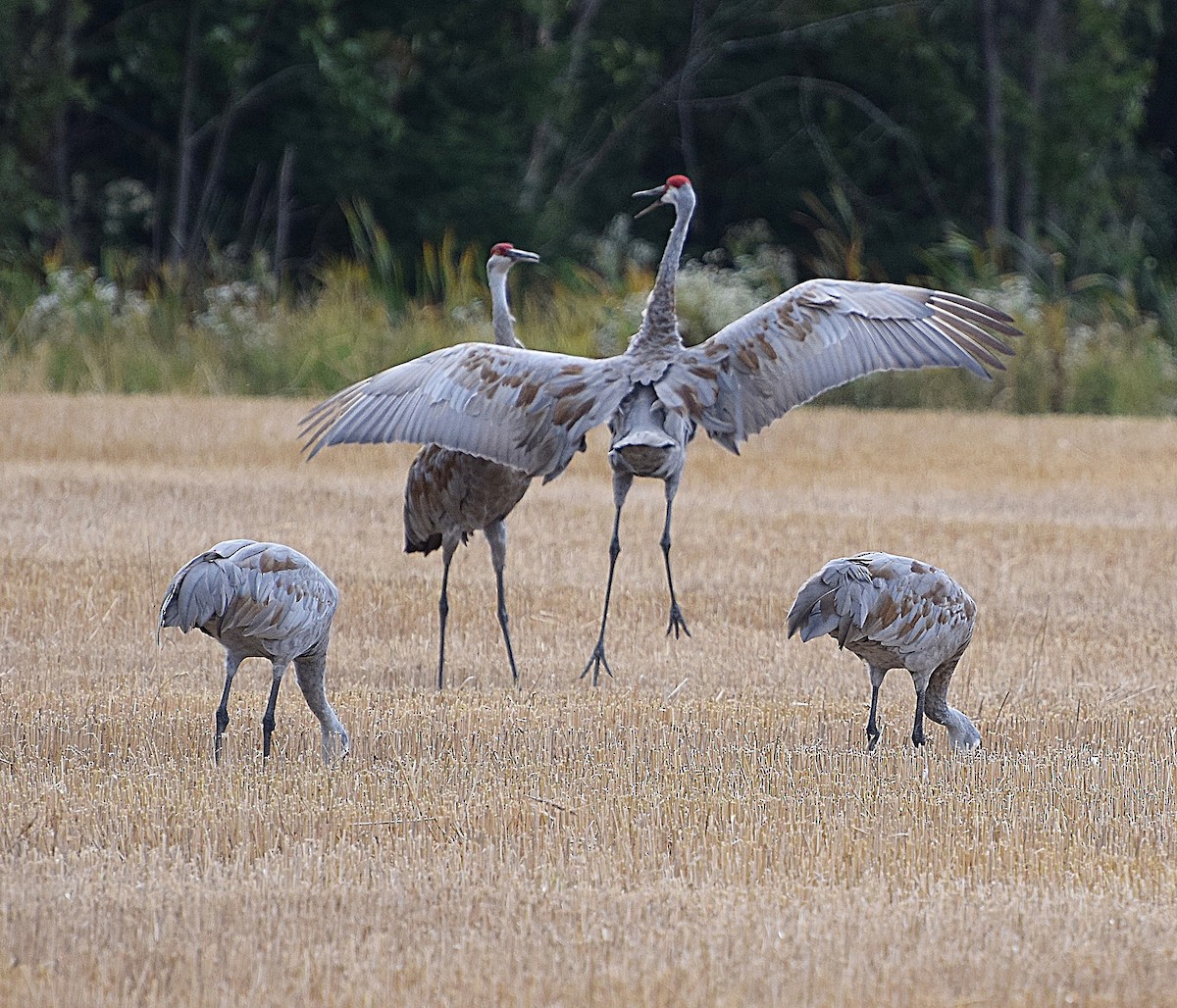 Sandhill Crane - ML642474269