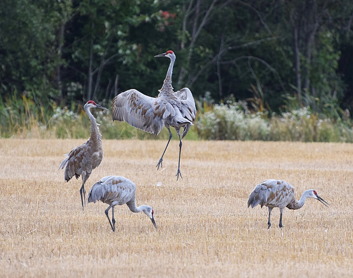 Sandhill Crane - ML642474283