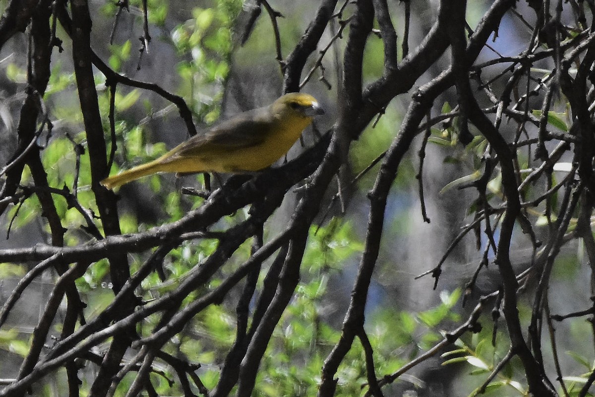 Hepatic Tanager - ML642474286