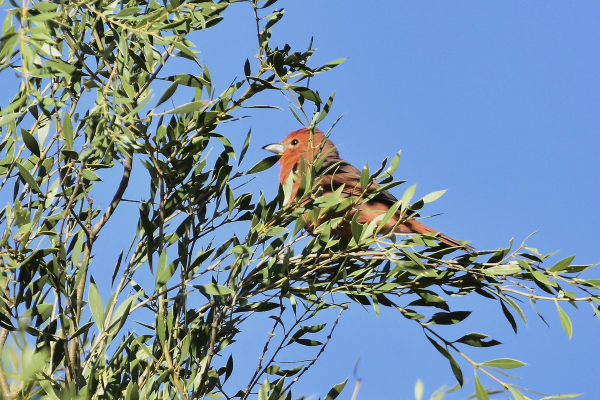 Hepatic Tanager - ML642474287