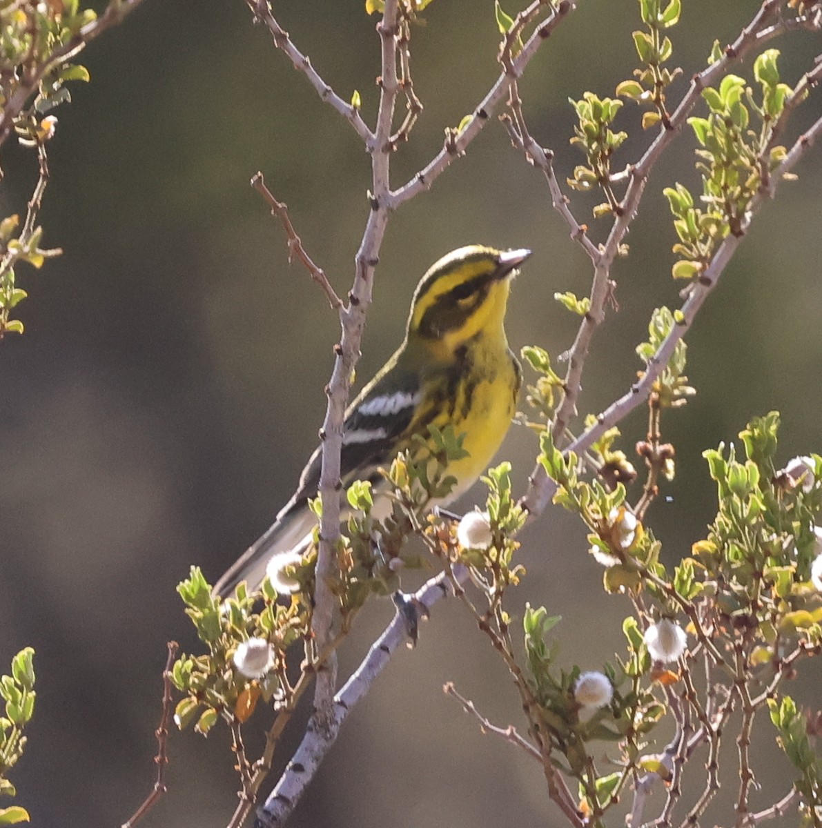 Желтобровая древесница - ML642474304