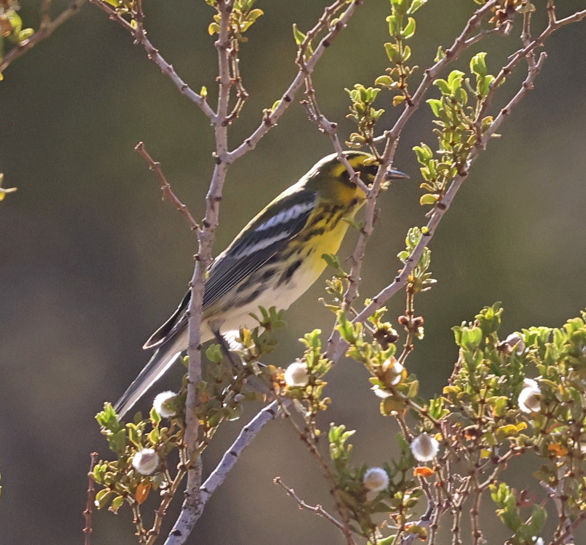 Желтобровая древесница - ML642474305