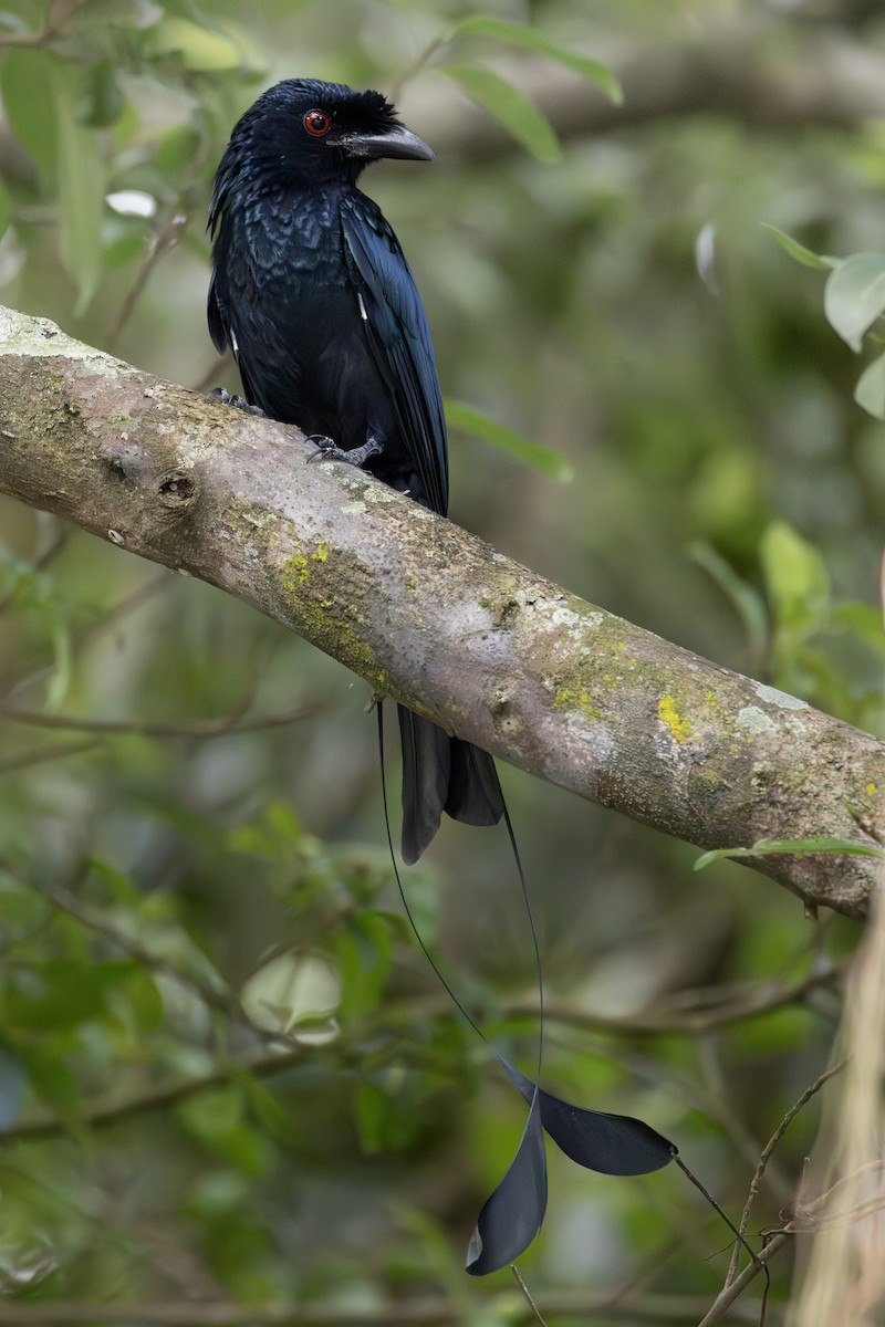 Greater Racket-tailed Drongo - ML642474329