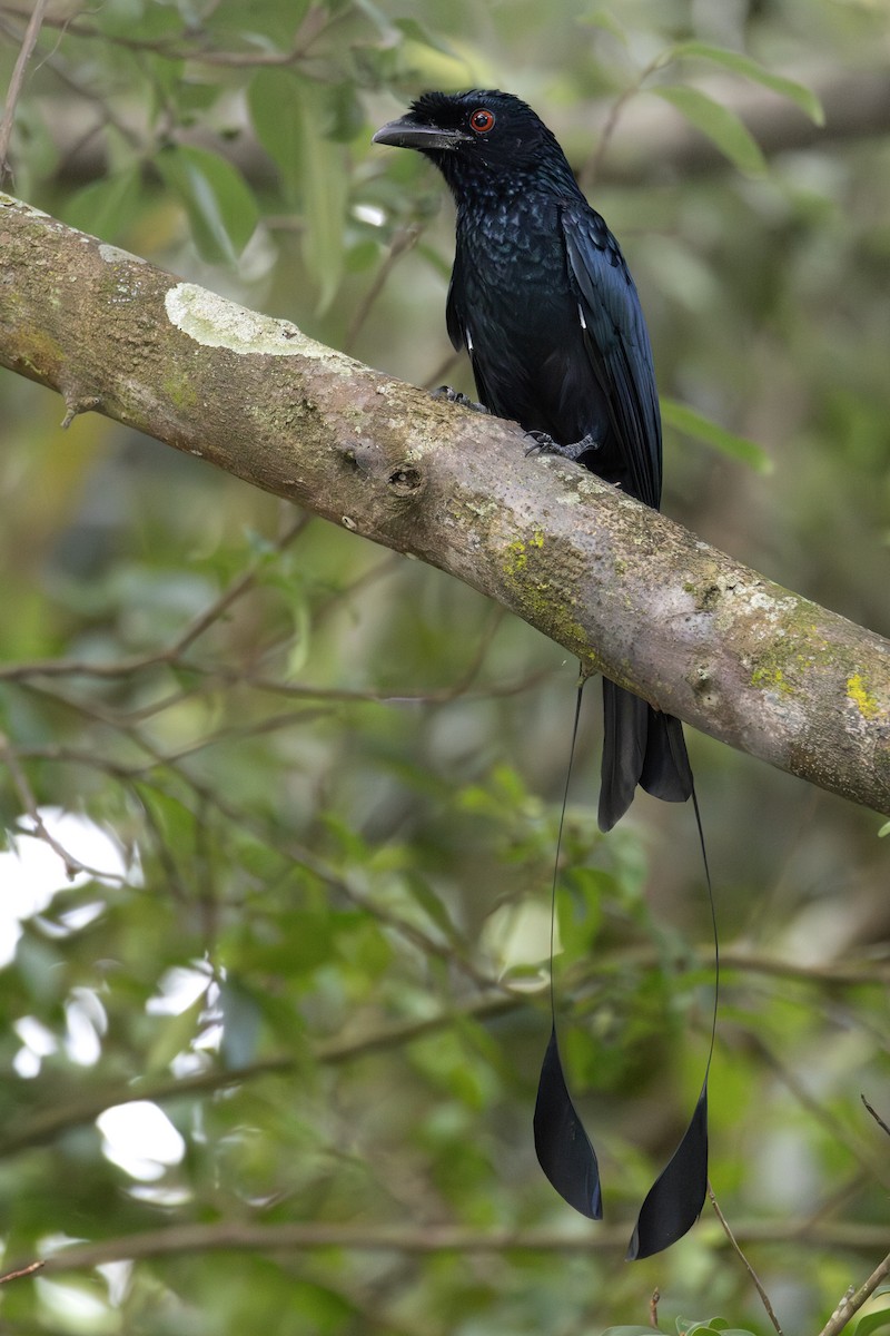 Greater Racket-tailed Drongo - ML642474331