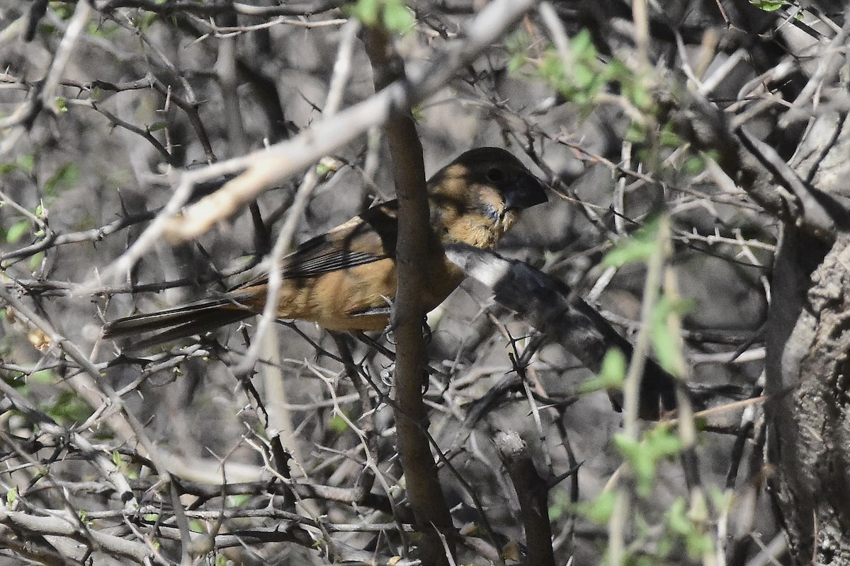 Ultramarine Grosbeak - ML642474332