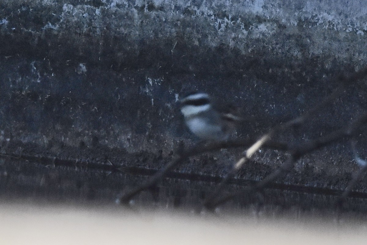 Ringed Warbling Finch - ML642474348