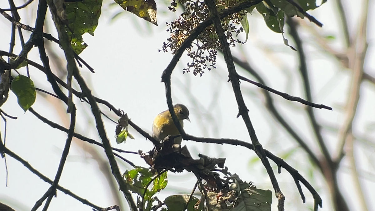 Black-backed Oriole - ML642474374