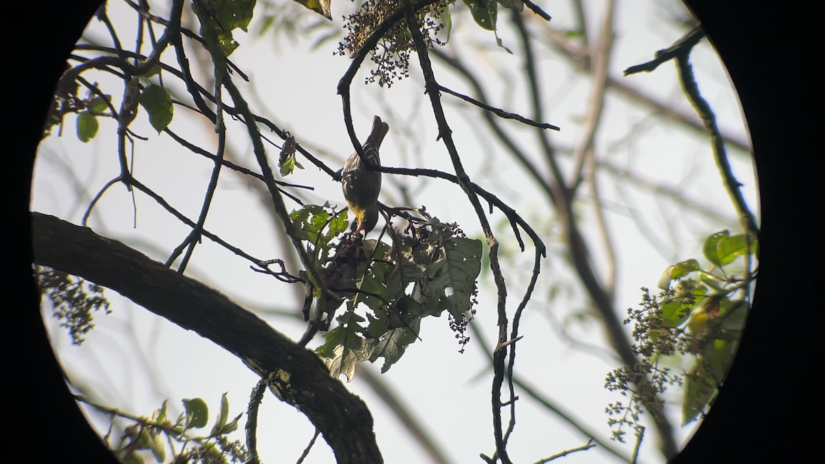 Black-backed Oriole - ML642474375