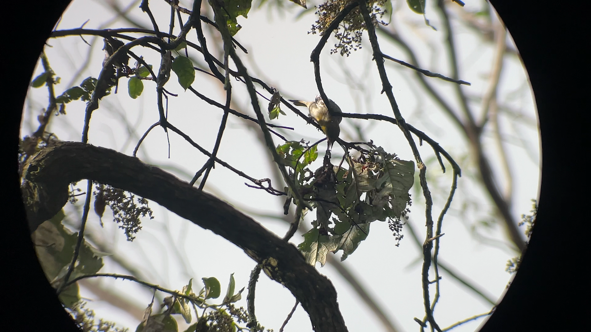 Black-backed Oriole - ML642474376