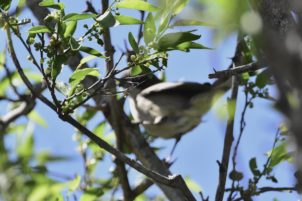 Black-capped Warbling Finch - ML642474377