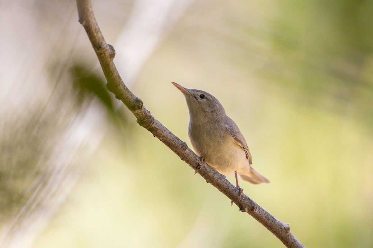 Eastern Olivaceous Warbler - ML642474383