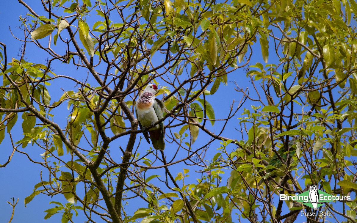 holub mnohobarvý - ML642474395