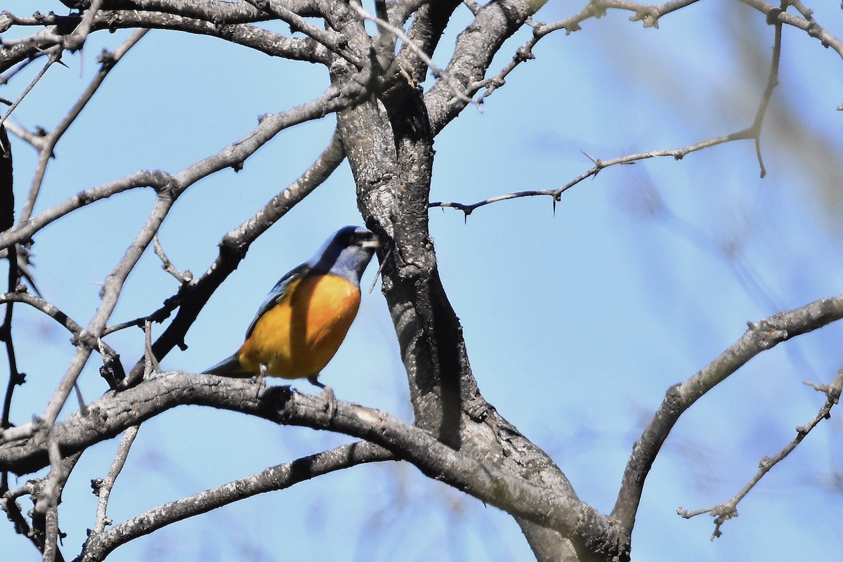 Blue-and-yellow Tanager - ML642474398