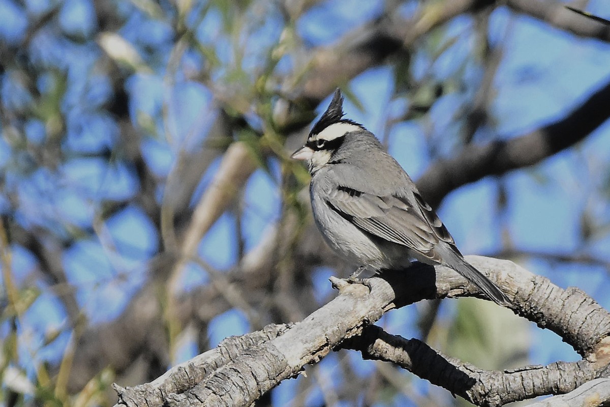 Black-crested Finch - ML642474409