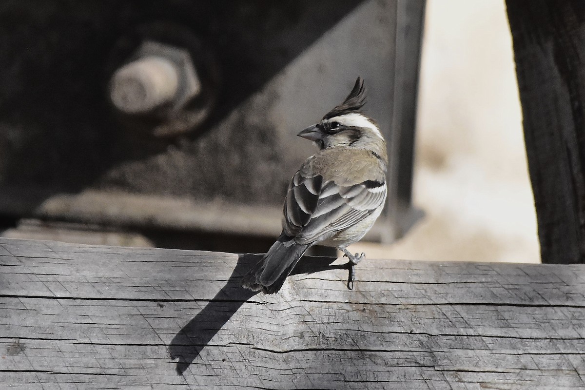 Black-crested Finch - ML642474410