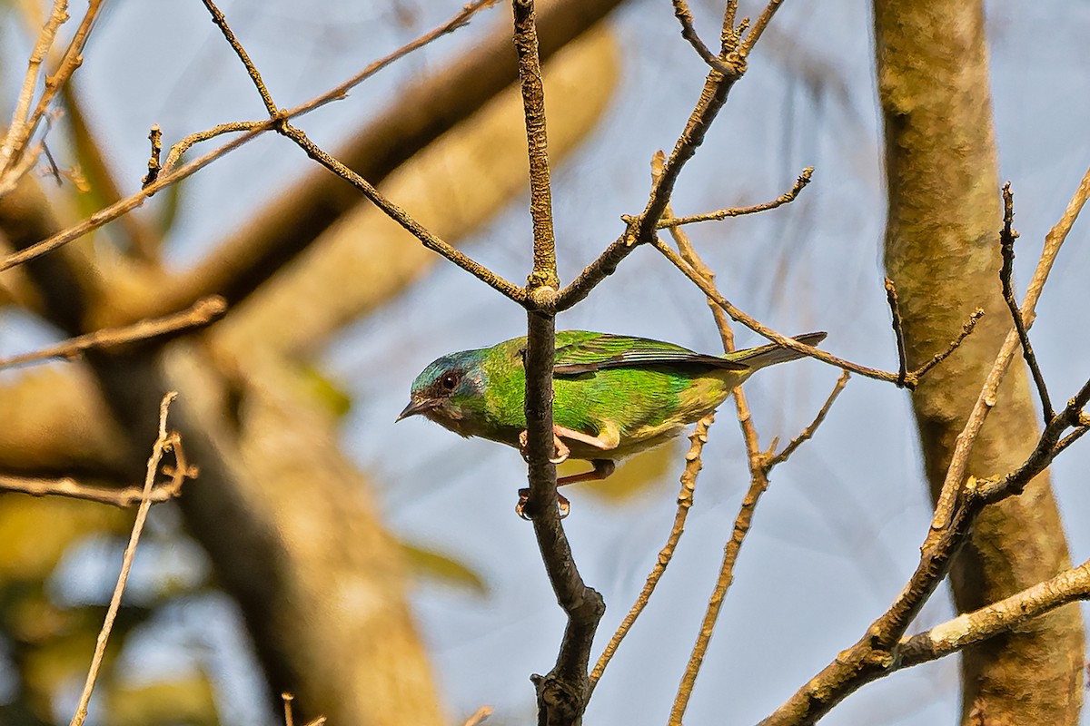 Blue Dacnis - ML642474422