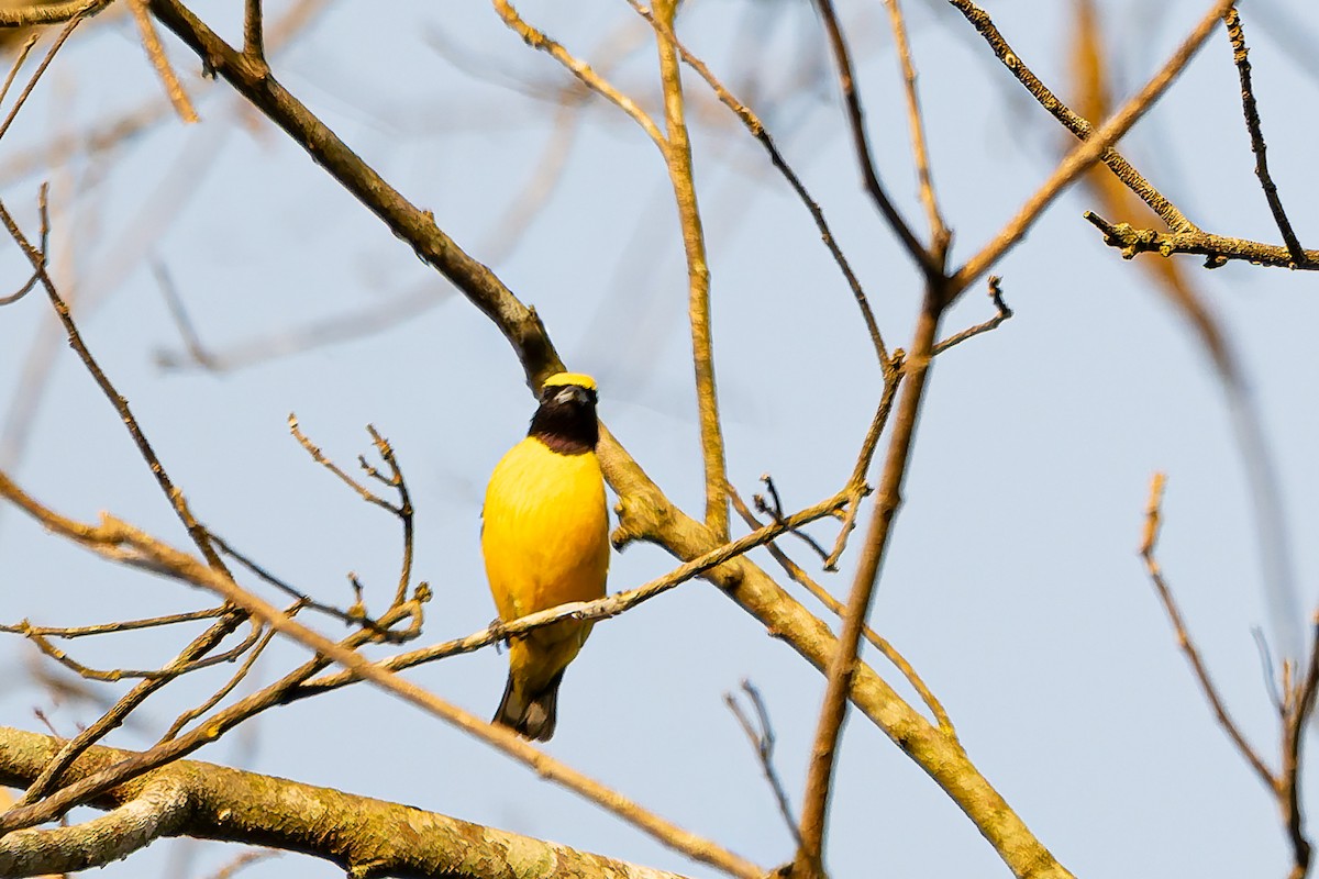 Purple-throated Euphonia - ML642474433