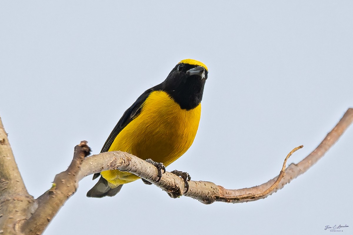 Purple-throated Euphonia - ML642474434