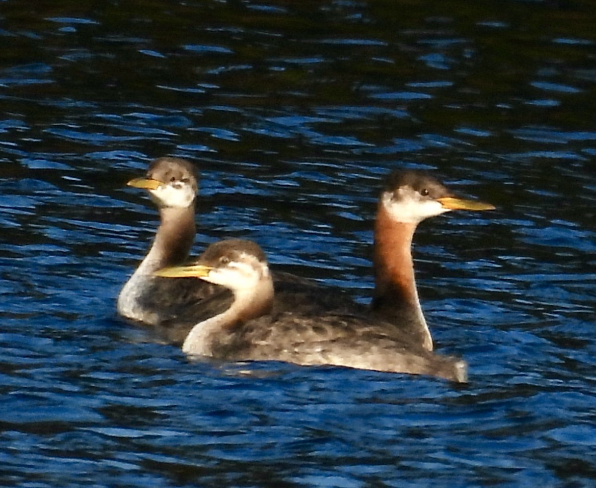 potápka rudokrká - ML642474435