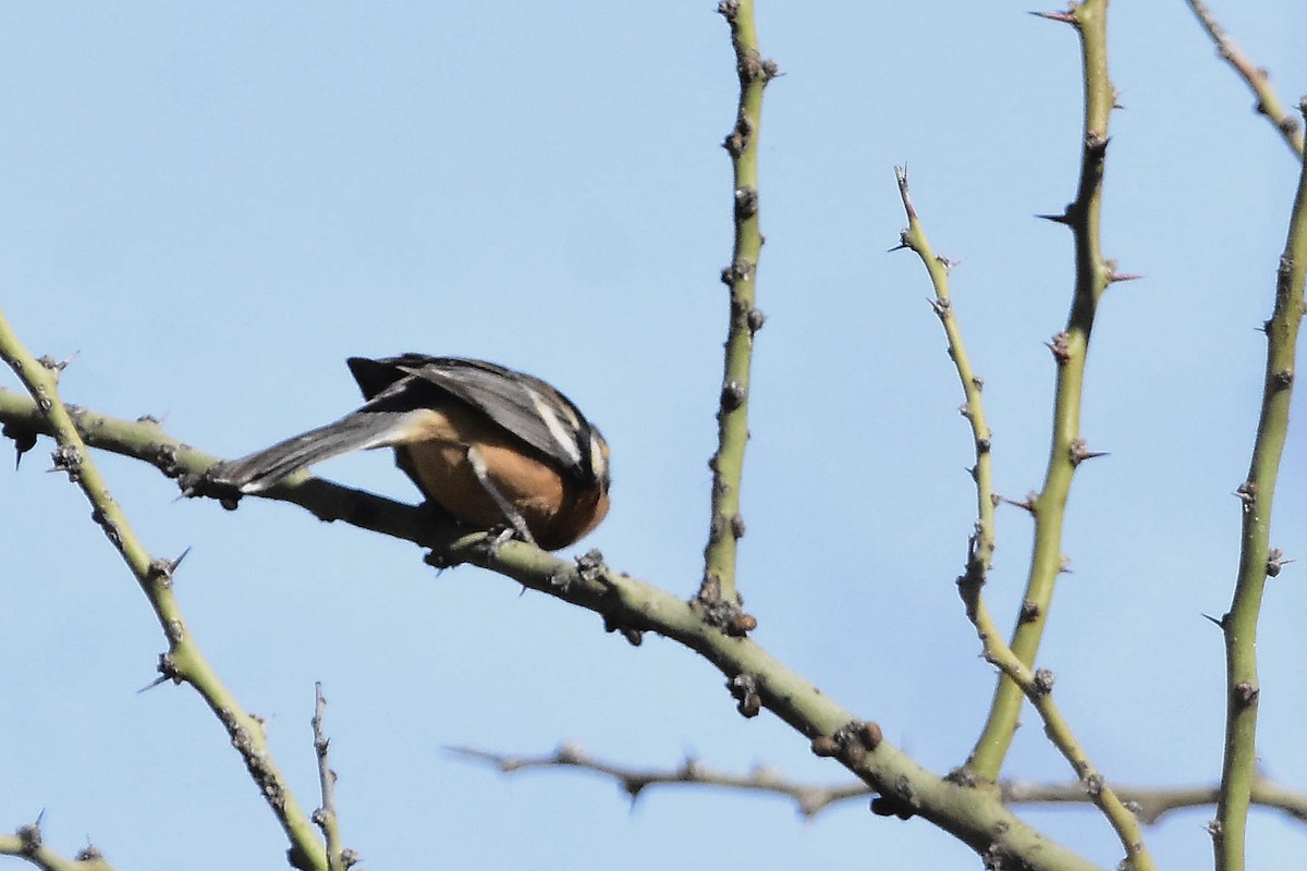 Cinnamon Warbling Finch - ML642474436