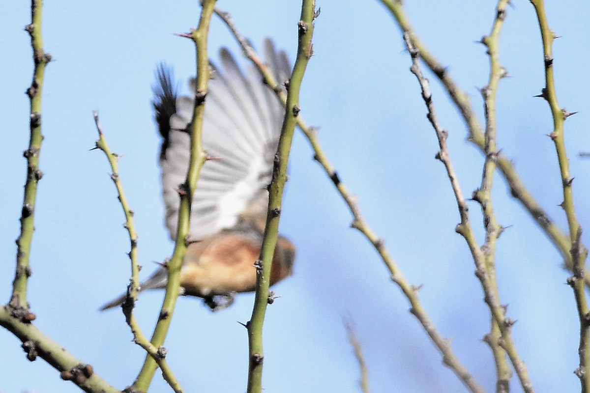 Cinnamon Warbling Finch - ML642474437
