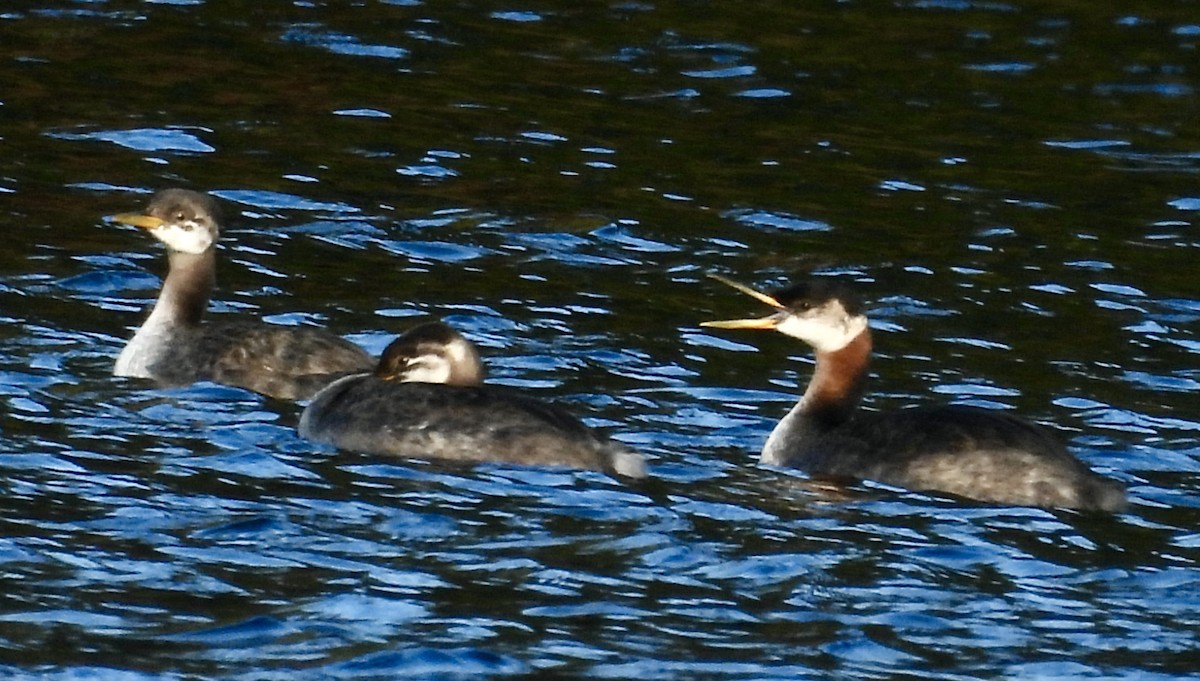 potápka rudokrká - ML642474442
