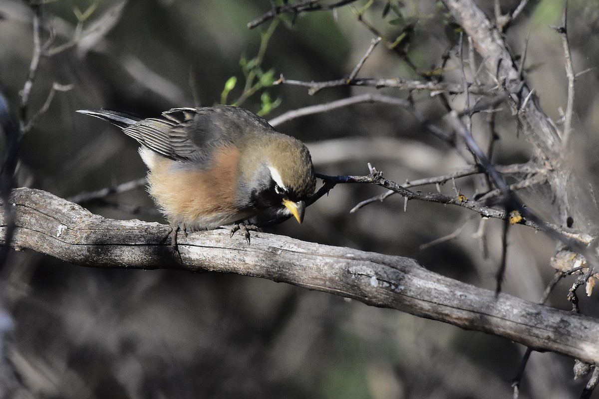Many-colored Chaco Finch - ML642474453