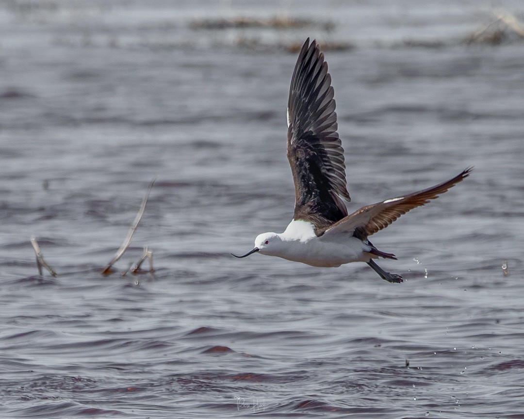 Andean Avocet - ML642474481