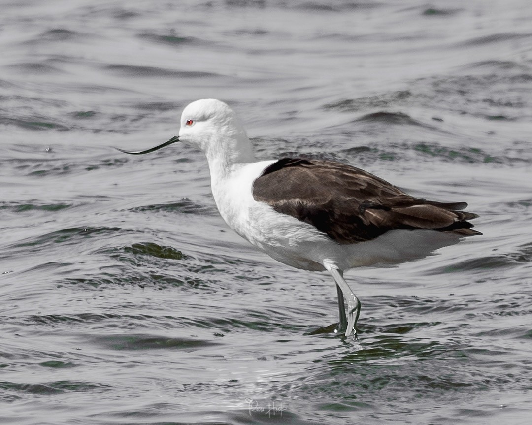 Andean Avocet - ML642474483