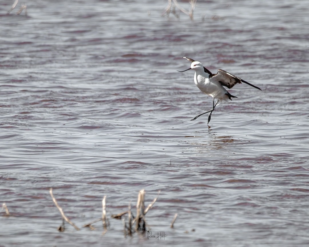 Andean Avocet - ML642474484