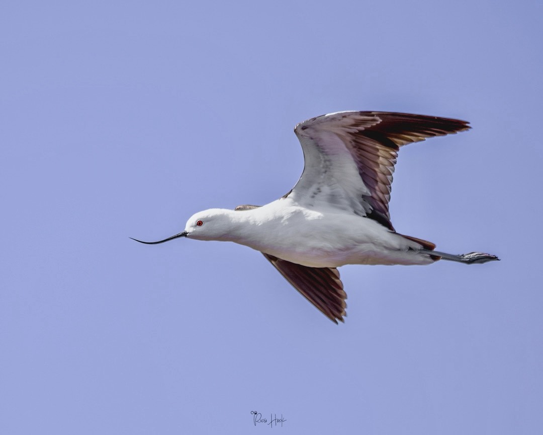 Andean Avocet - ML642474486