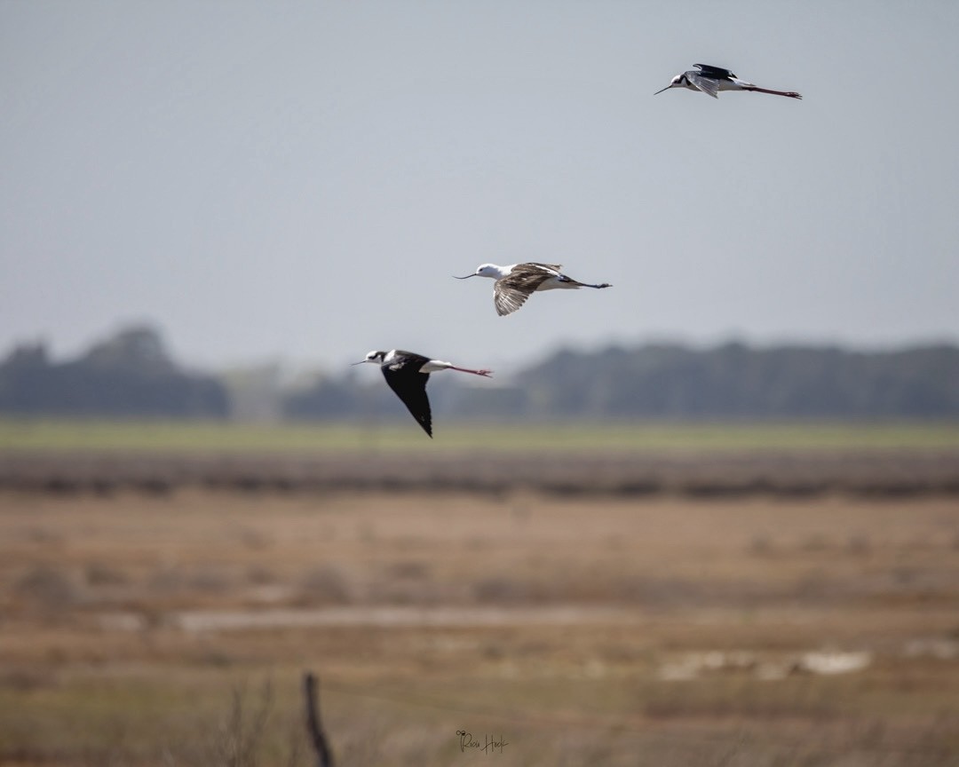 Чоботар гірський - ML642474487