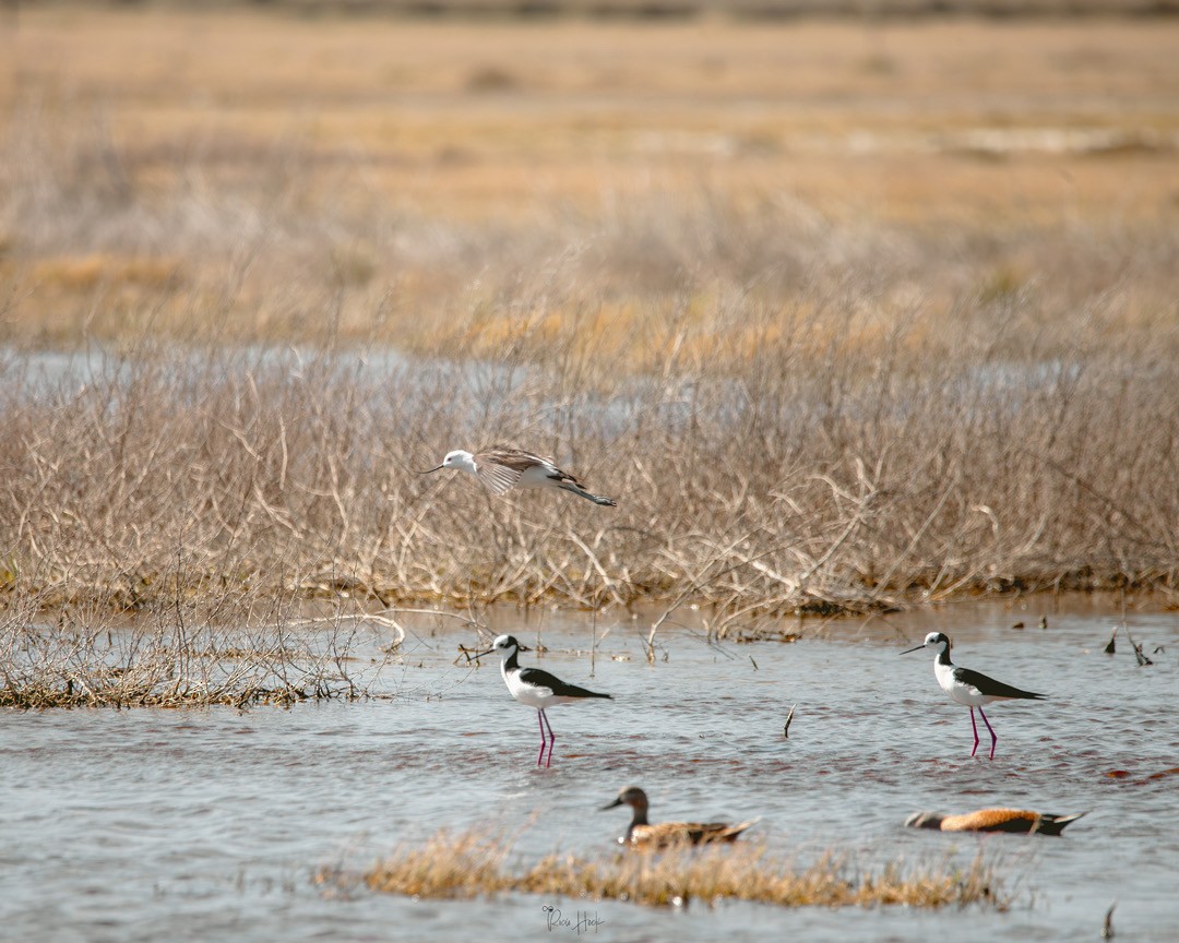 Andean Avocet - ML642474488