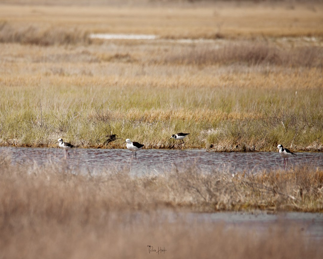 Чоботар гірський - ML642474489