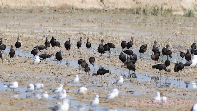 Glossy Ibis - ML642474494